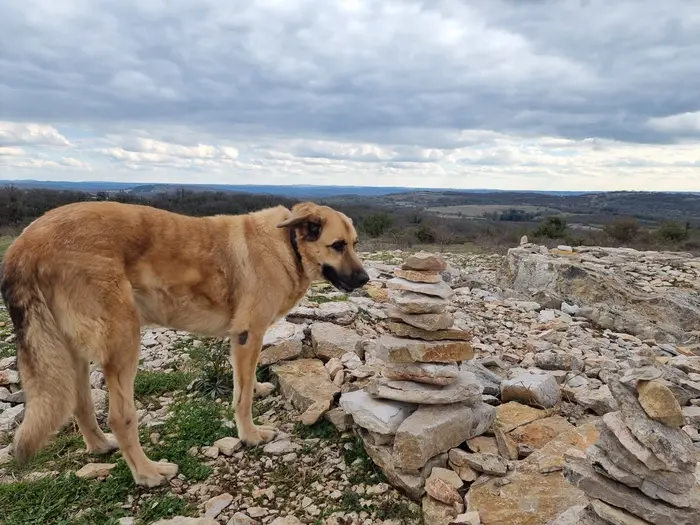 Galou sur le causse