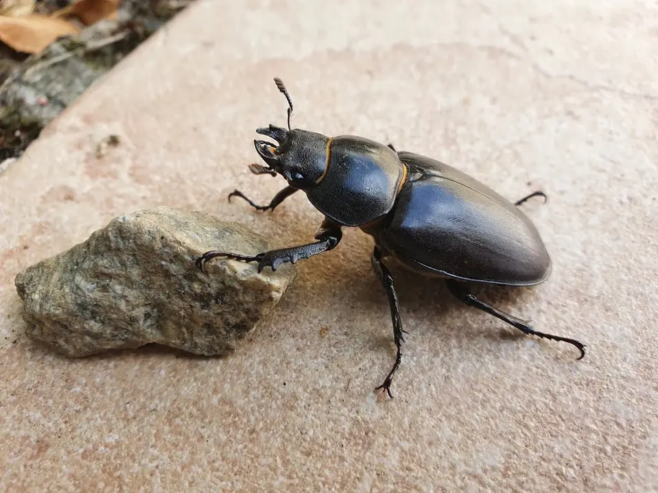 Insecte