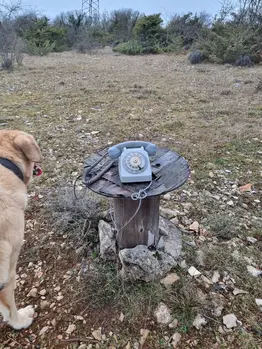 un téléphone à cadra posé sur une bobine de bois en pleine nature avec Galou le chien assis devant comme s'il attendait un appel