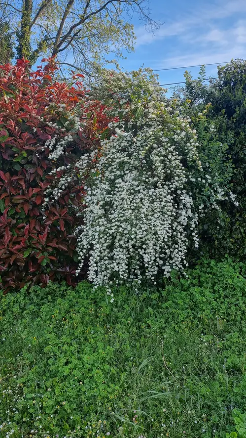 Buissonfleurs