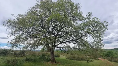 Chenegrealou
