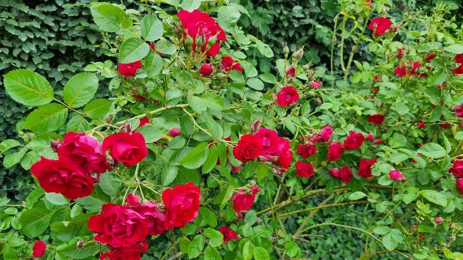 Rosier rouge