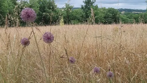 paysage du causse en Aveyron
