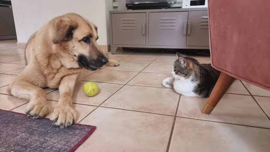 Conversation entre Galou le chien et la chatte Isis