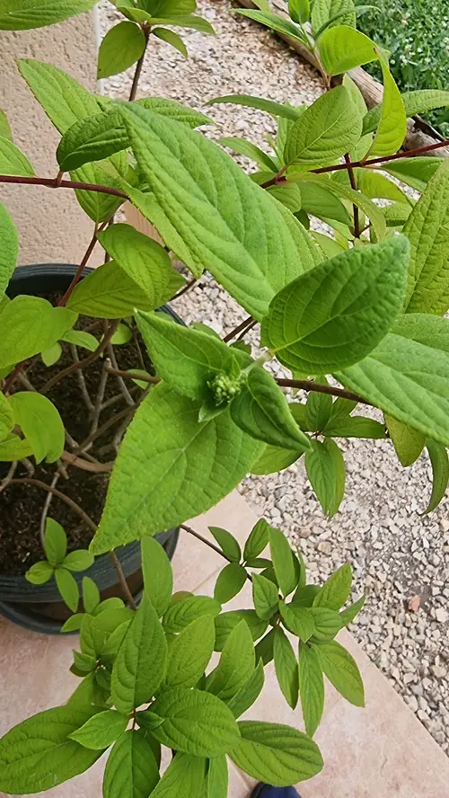 Hydrangea