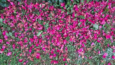 Joncheeroses