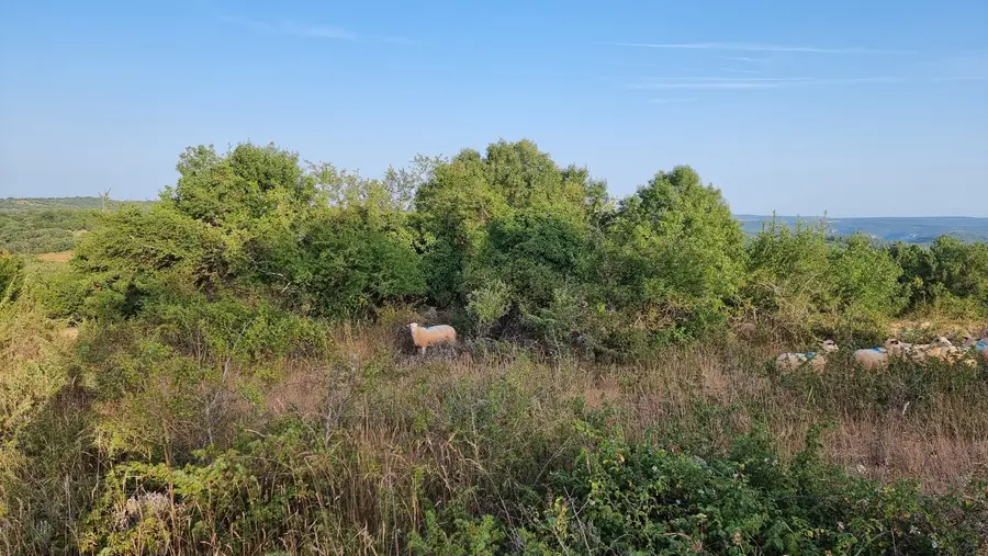 des moutons sur le causse dans le Quercy