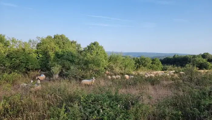 un troupeau de moutons dans le Quercy