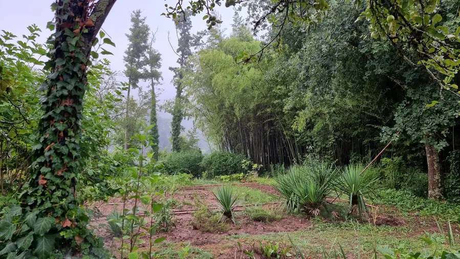 Jardintrempe