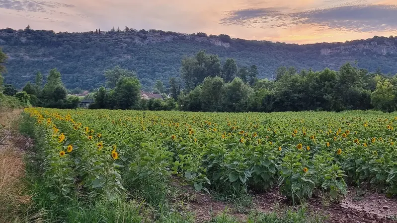 Tournesols