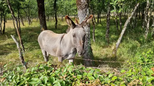Cadichon