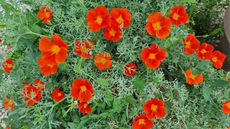 Pavots