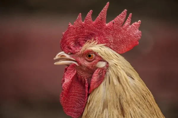 Poulet