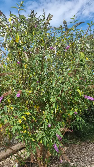 Arbre à papillons