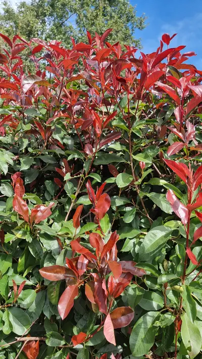 Buisson