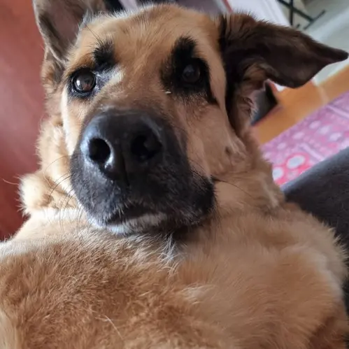 Bouille de Galou réveillé par un bruit