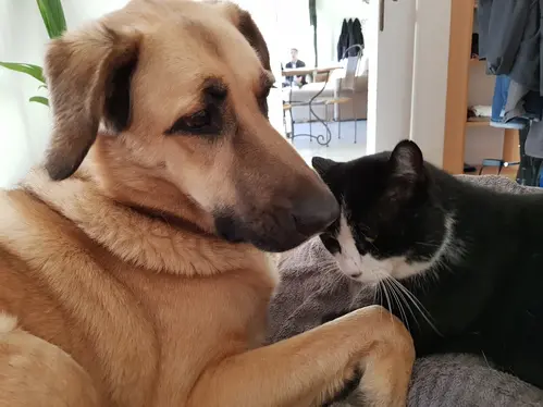 Galou et Igor