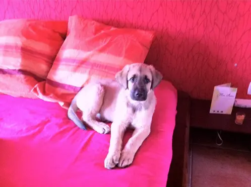 Galou jeune chiot