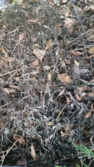 Compost