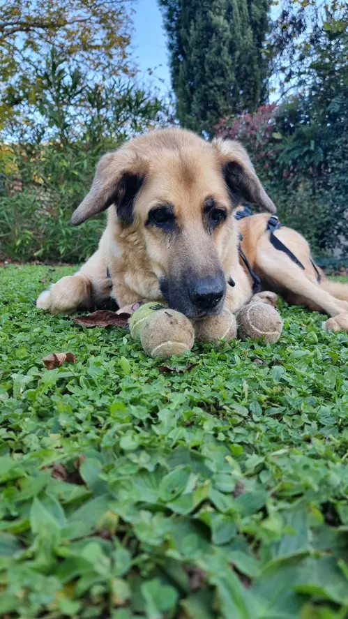 Galou et ses balles dans le jardin