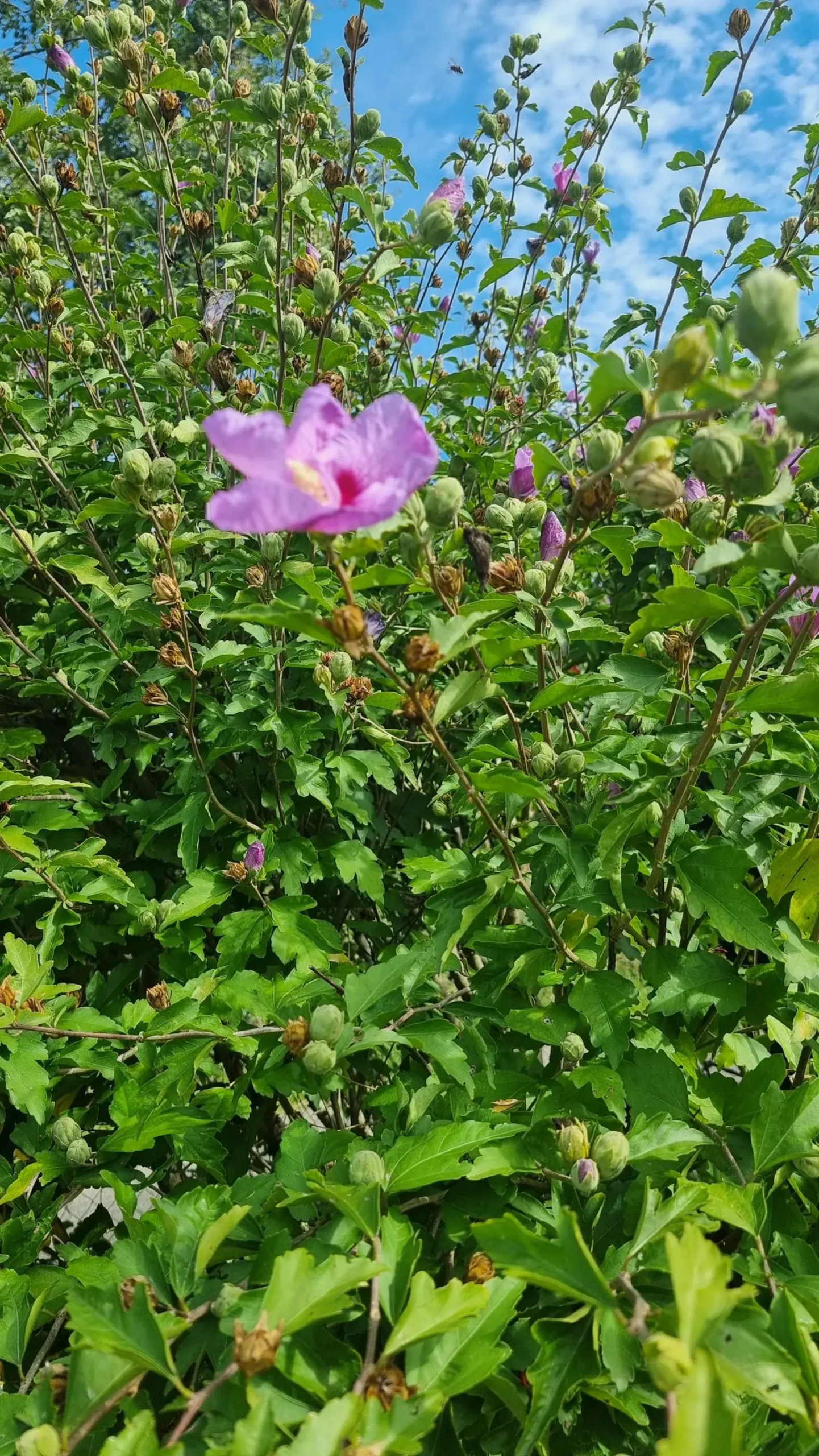 Hibiscus