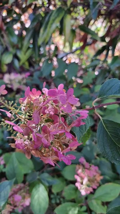 Hydrangea