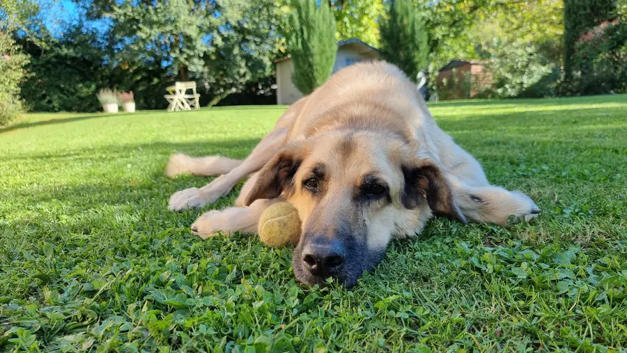 Galou le vieux chien