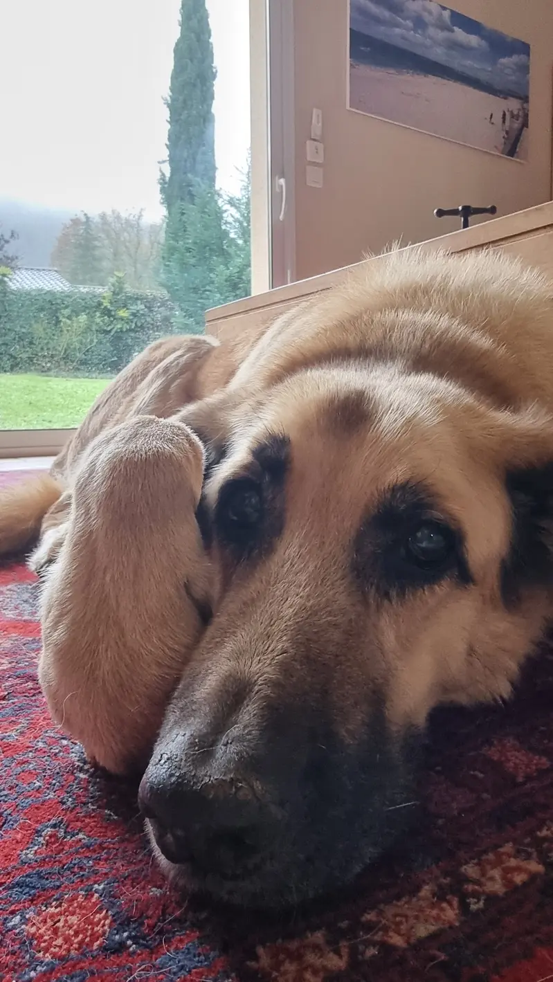 Galou le chien de Vincent le 23 novembre 2025