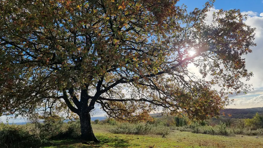 le chêne de Gréalou en automne