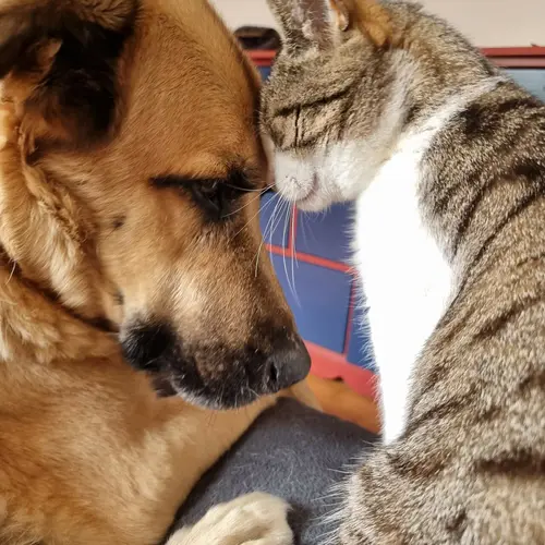 Galou et Isis