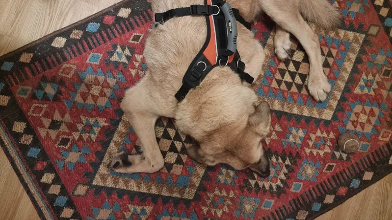 Galou et sa balle sur le tapis