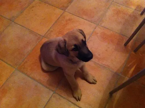 Galou chiot