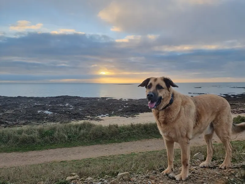 Galou dans le Morbihan