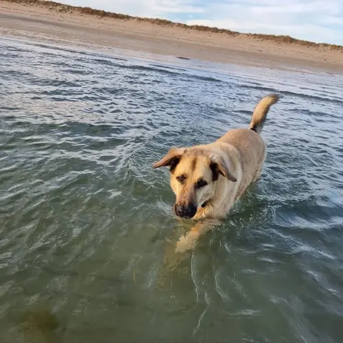 Galou nage en Bretagne