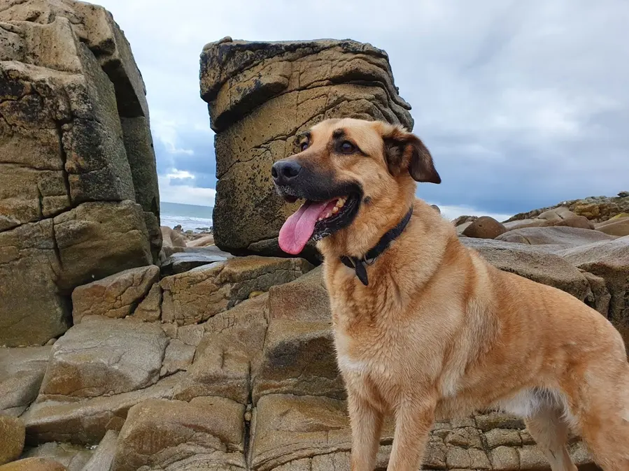 Galou à la plage en Bretagne