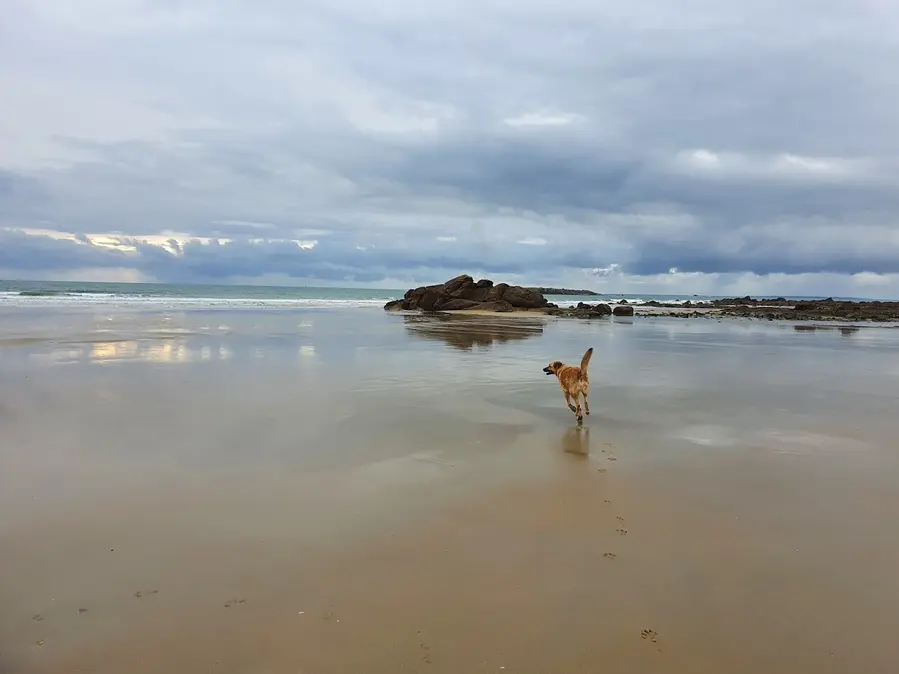 Galou sur la plage d'Erdeven
