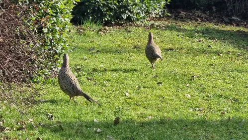 Poulesaujardin