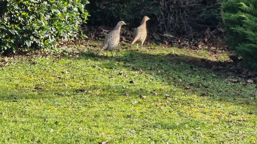 poules faisanes