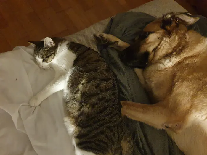 une sieste animale