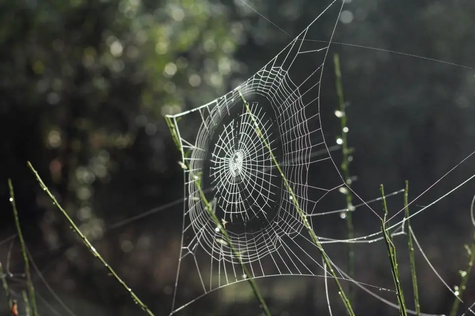Web