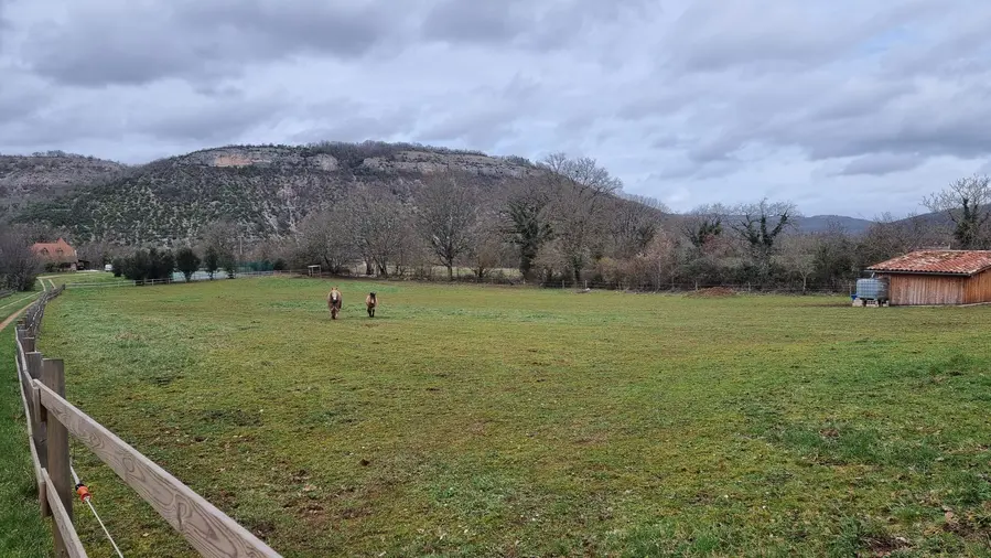 les chevaux dans un pré sous le causse de Cajarc dans la vallée du Lot