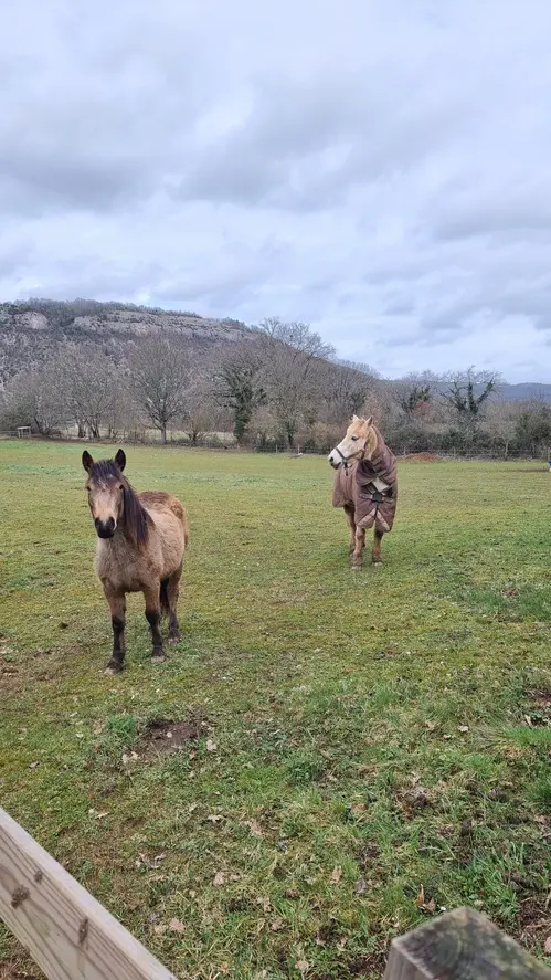l'arrivée des chevaux