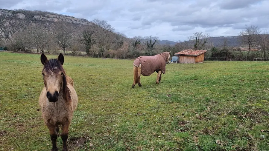 Chevaux3