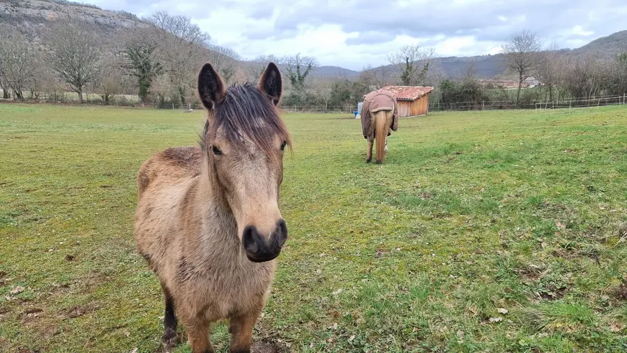 Chevaux4