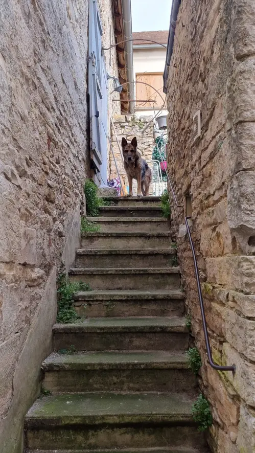 le vieux chien