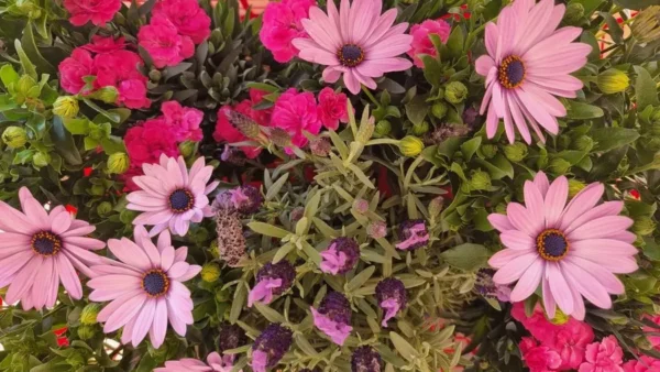 Osteospermum Dianthus, Lavandula trois fleurs de printemps rassemblées