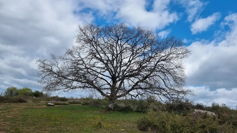 mon chêne sur le causse au printemps 2026