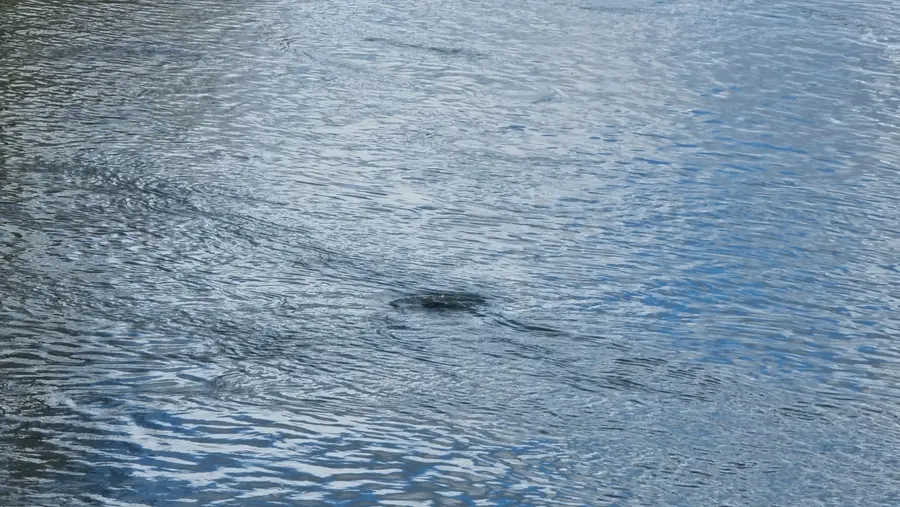 Qui a plongé&nbsp;? En avez-vous la curiosité&nbsp;?
