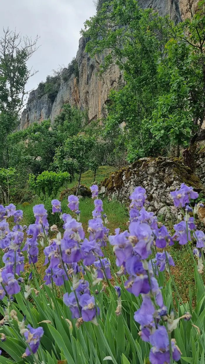 Iris