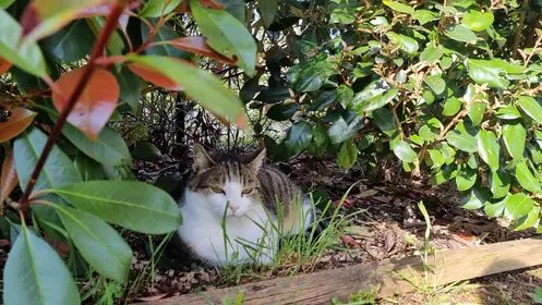 la chatte à l'ombre sous un buisson
